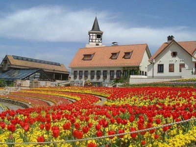🌸 하이디의 마을(하이디노무라)